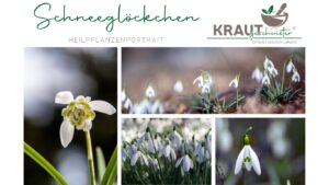 Schneegl&ouml;ckchen – Heilpflanzenportrait