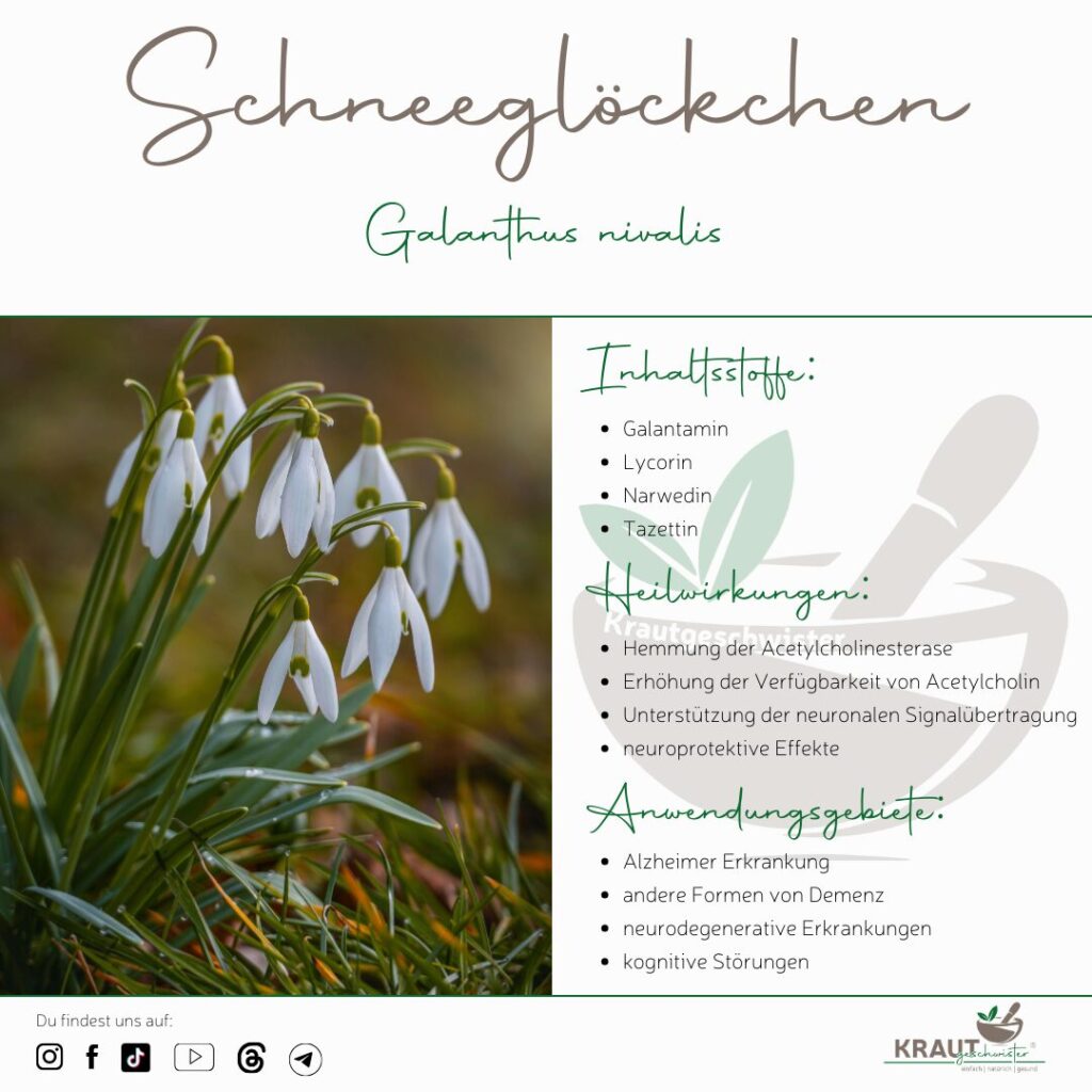 Schneegl&ouml;ckchen – Heilpflanzenportrait