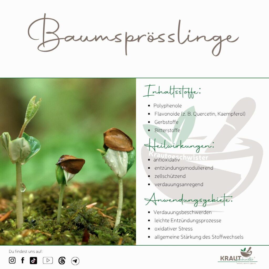 Essbare Baumsprösslinge erkennen und nutzen