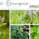 Echter Ehrenpreis Heilpflanzenportrait