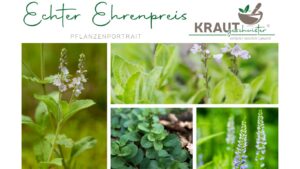 Echter Ehrenpreis Heilpflanzenportrait