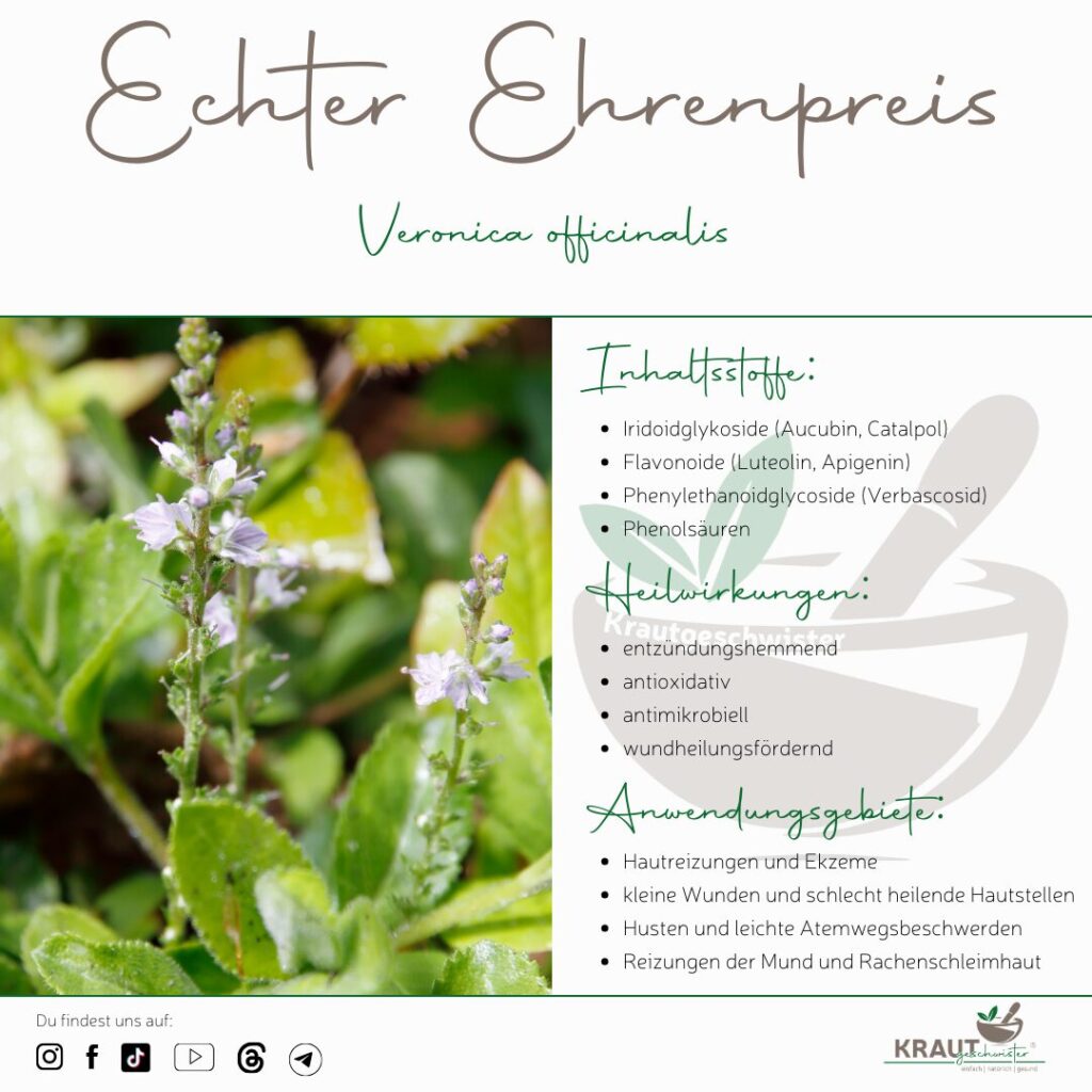 Echter Ehrenpreis Heilpflanzenportrait