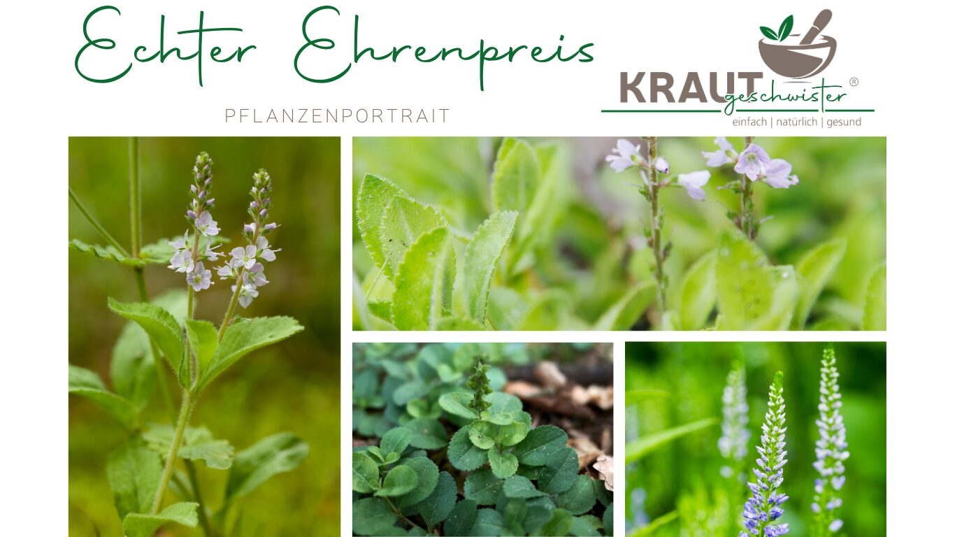 Mehr über den Artikel erfahren Echter Ehrenpreis Heilpflanzenportrait