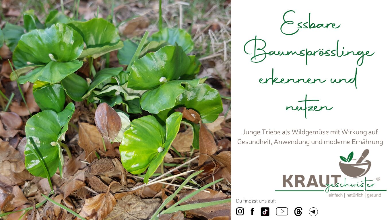 Mehr über den Artikel erfahren Essbare Baumsprösslinge erkennen und nutzen