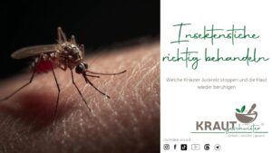 Insektenstiche richtig behandeln