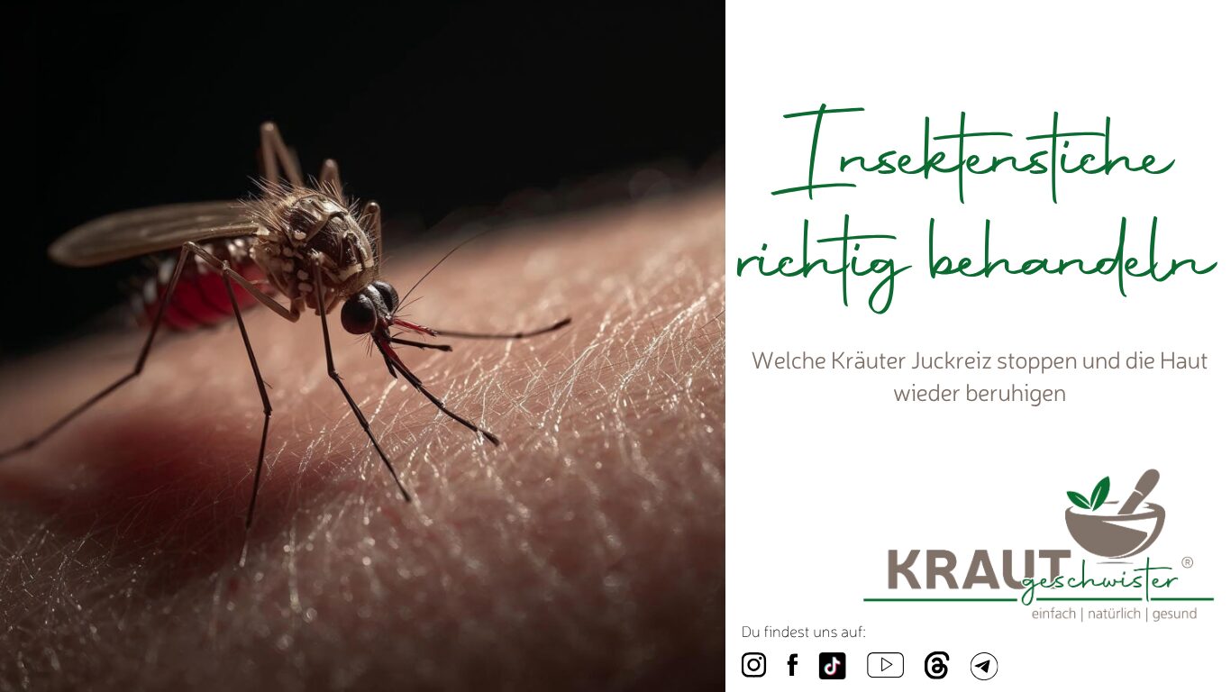 Mehr über den Artikel erfahren Insektenstiche richtig behandeln