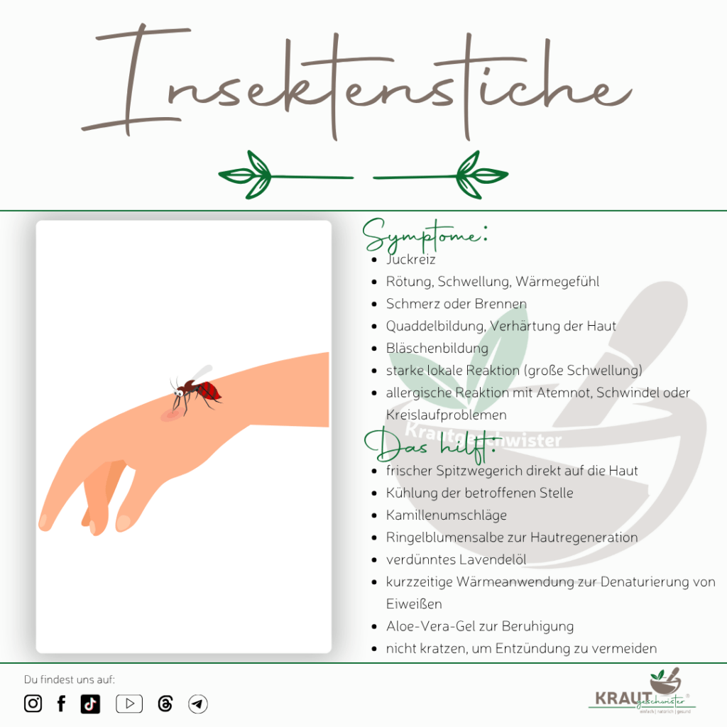 Insektenstiche richtig behandeln