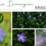 Kleines Immergrün Heilpflanzenportrait