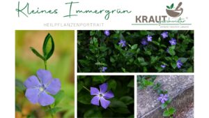 Kleines Immergr&uuml;n Heilpflanzenportrait