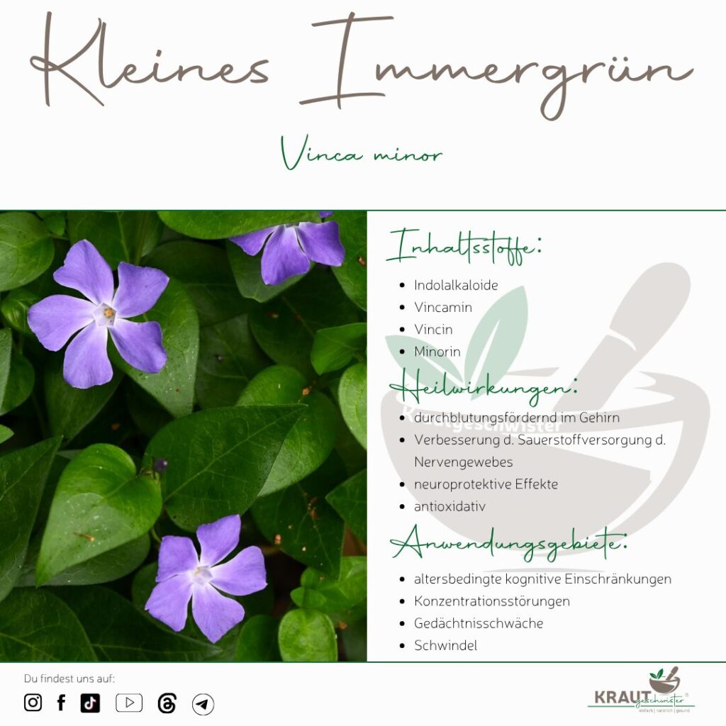 Kleines Immergr&uuml;n Heilpflanzenportrait