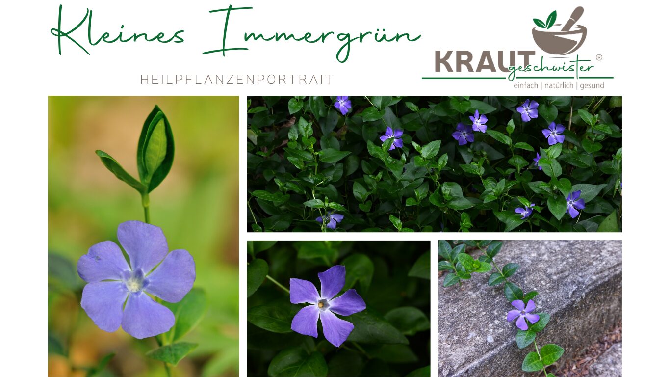 Mehr über den Artikel erfahren Kleines Immergrün Heilpflanzenportrait