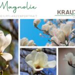 Magnolie Heilpflanzenportrait