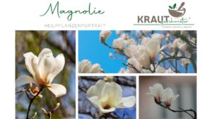 Magnolie Heilpflanzenportrait