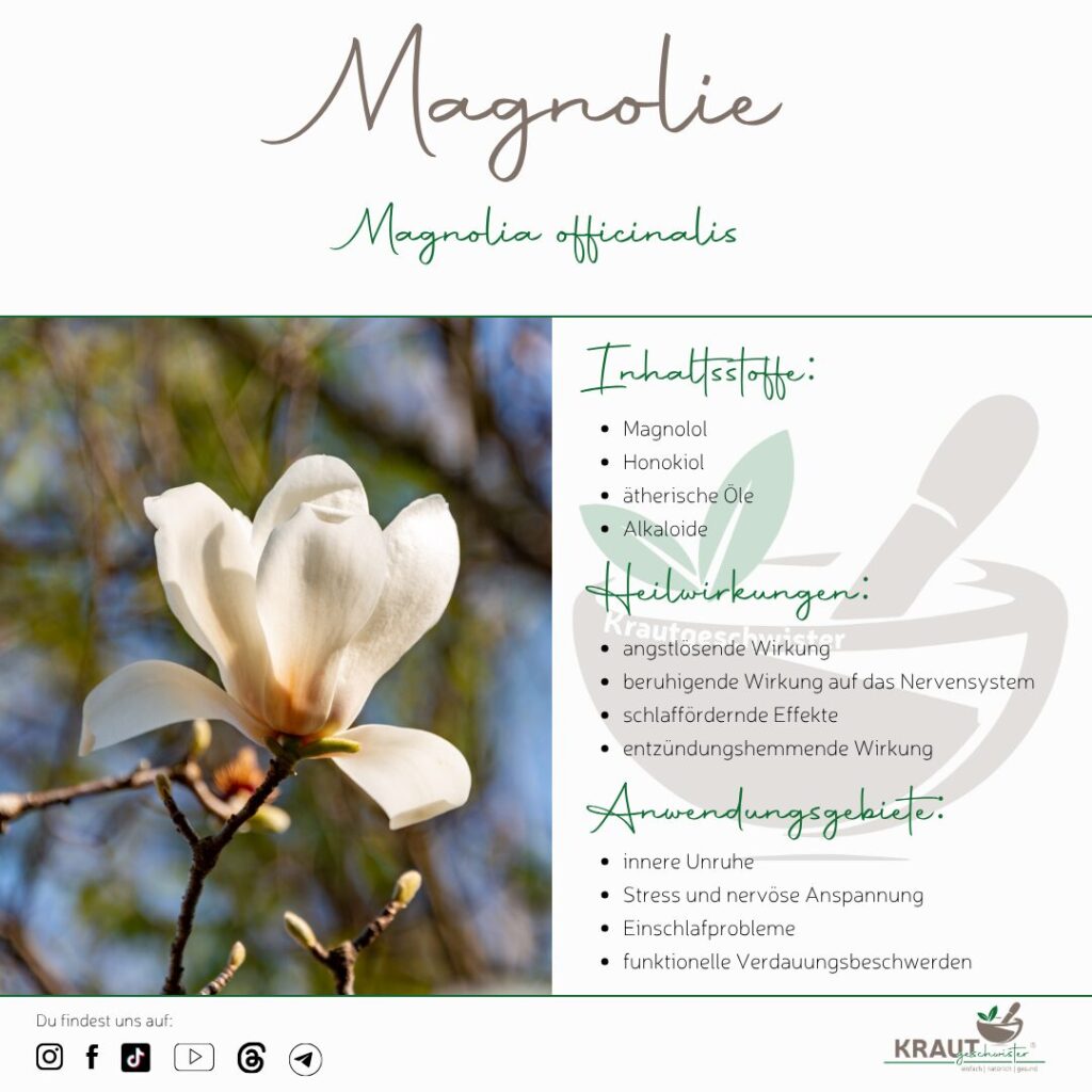 Magnolie Heilpflanzenportrait