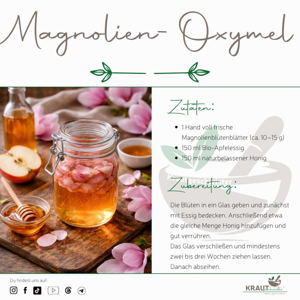 Magnolie Heilpflanzenportrait