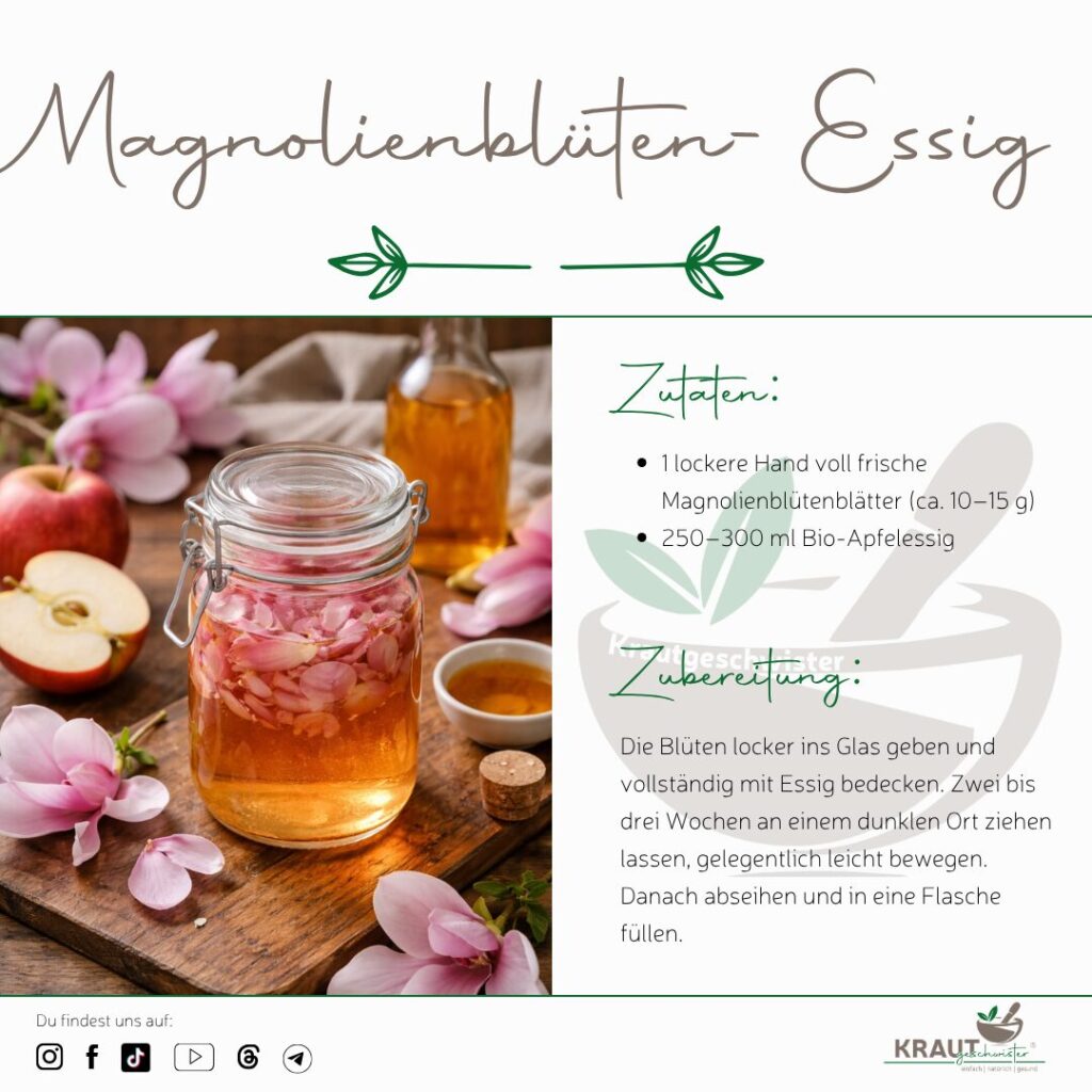 Magnolie Heilpflanzenportrait