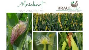 Maisbart Heilpflanzenportrait