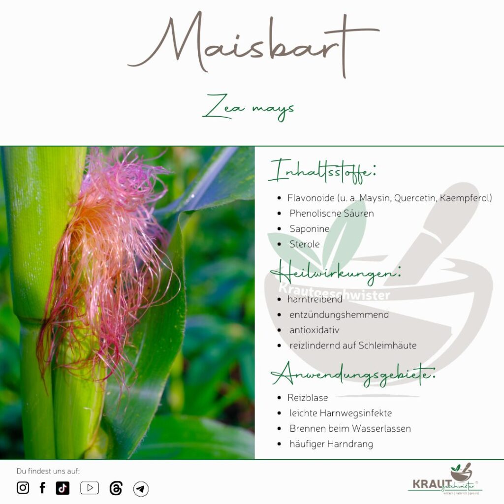 Maisbart Heilpflanzenportrait