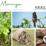 Moringa Heilpflanzenportrait