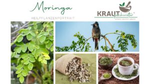 Moringa Heilpflanzenportrait