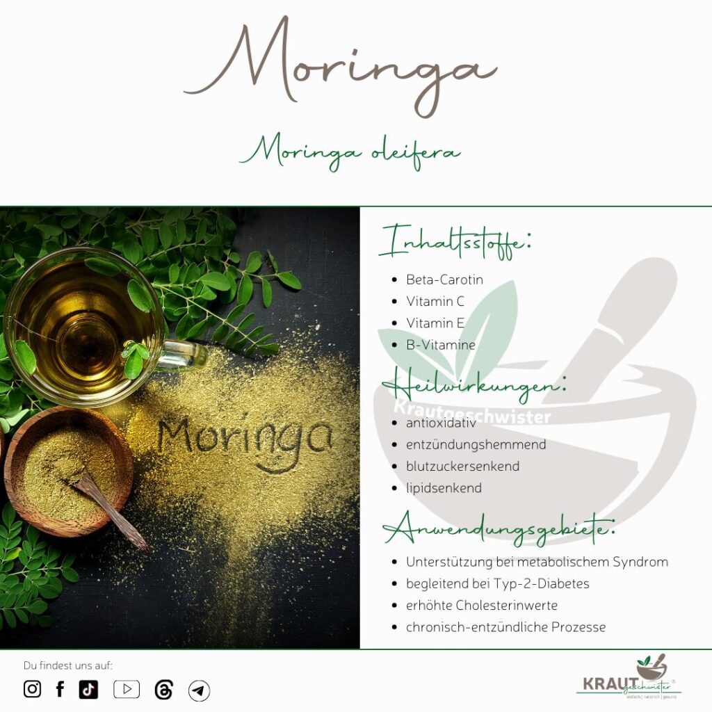 Moringa Heilpflanzenportrait