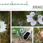 Schwarzkümmel Heilpflanzenportrait