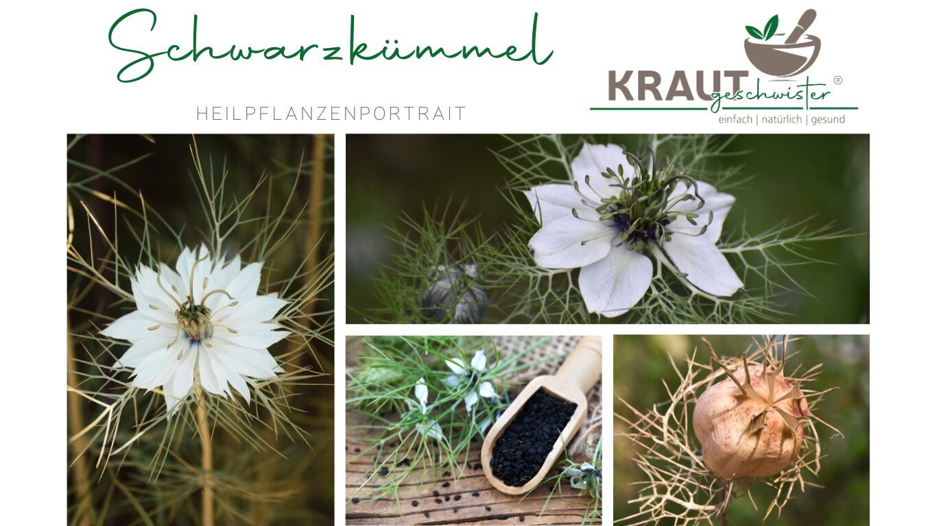 Mehr über den Artikel erfahren Schwarzkümmel Heilpflanzenportrait