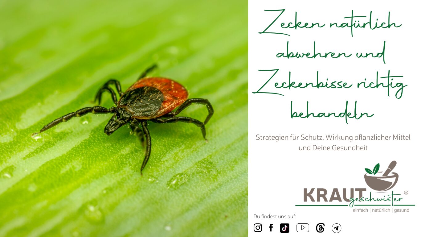 Mehr über den Artikel erfahren Zecken natürlich abwehren und Zeckenbisse richtig behandeln