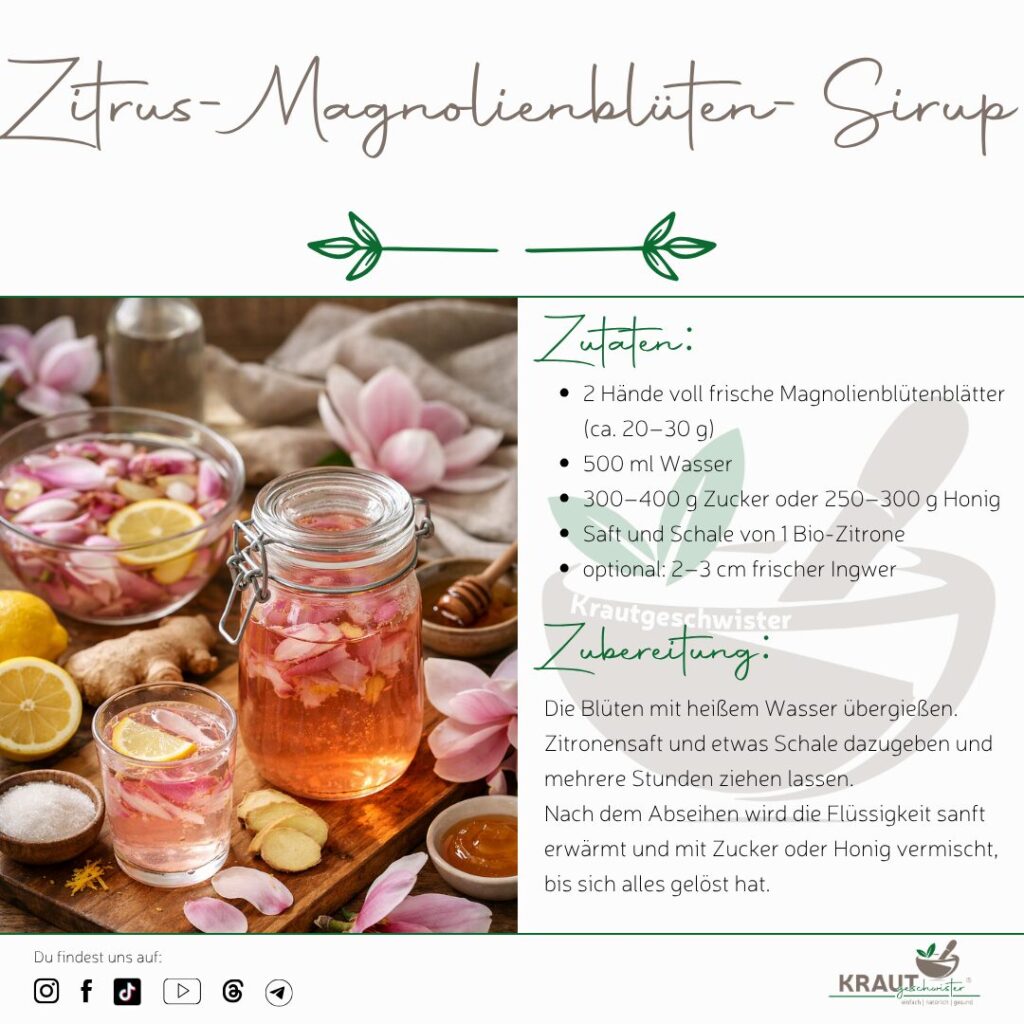 Magnolie Heilpflanzenportrait