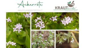 Ackerr&ouml;te Heilpflanzenportrait