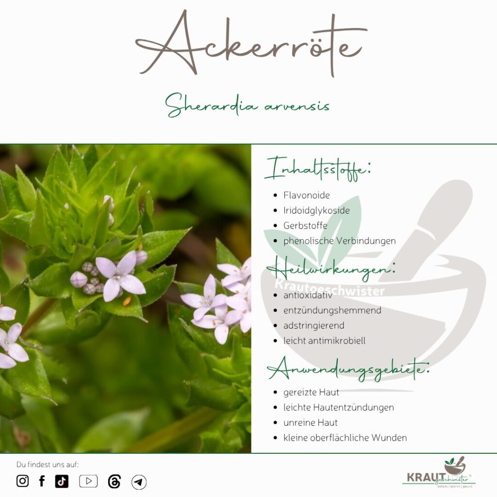 Ackerr&ouml;te Heilpflanzenportrait