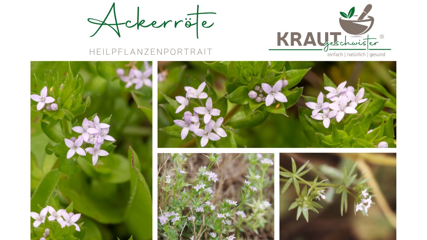Ackerr&ouml;te Heilpflanzenportrait
