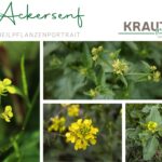 Ackersenf Heilpflanzenportrait