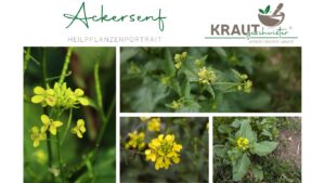Ackersenf Heilpflanzenportrait