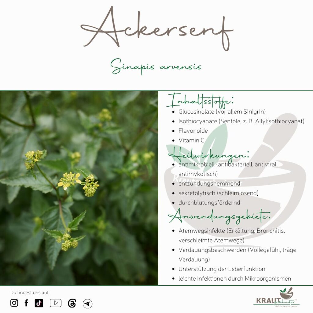 Ackersenf Heilpflanzenportrait