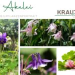 Akelei Heilpflanzenportrait