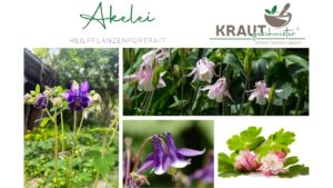 Akelei Heilpflanzenportrait