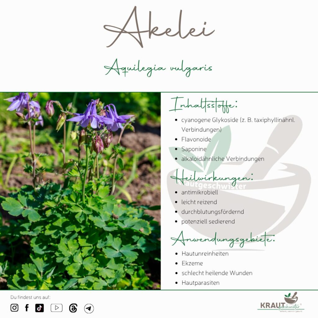 Akelei Heilpflanzenportrait