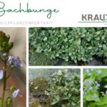 Bachbunge Heilpflanzenportrait