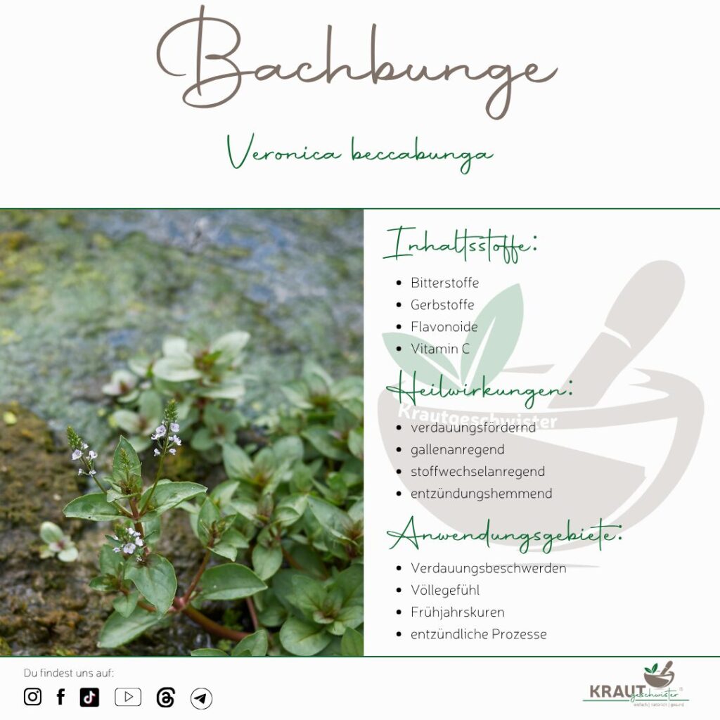 Bachbunge Heilpflanzenportrait