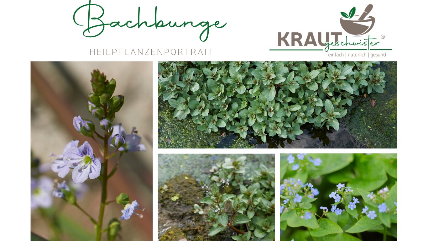 Bachbunge Heilpflanzenportrait