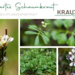 Behaartes Schaumkraut Heilpflanzenportrait