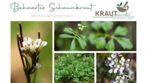 Behaartes Schaumkraut Heilpflanzenportrait