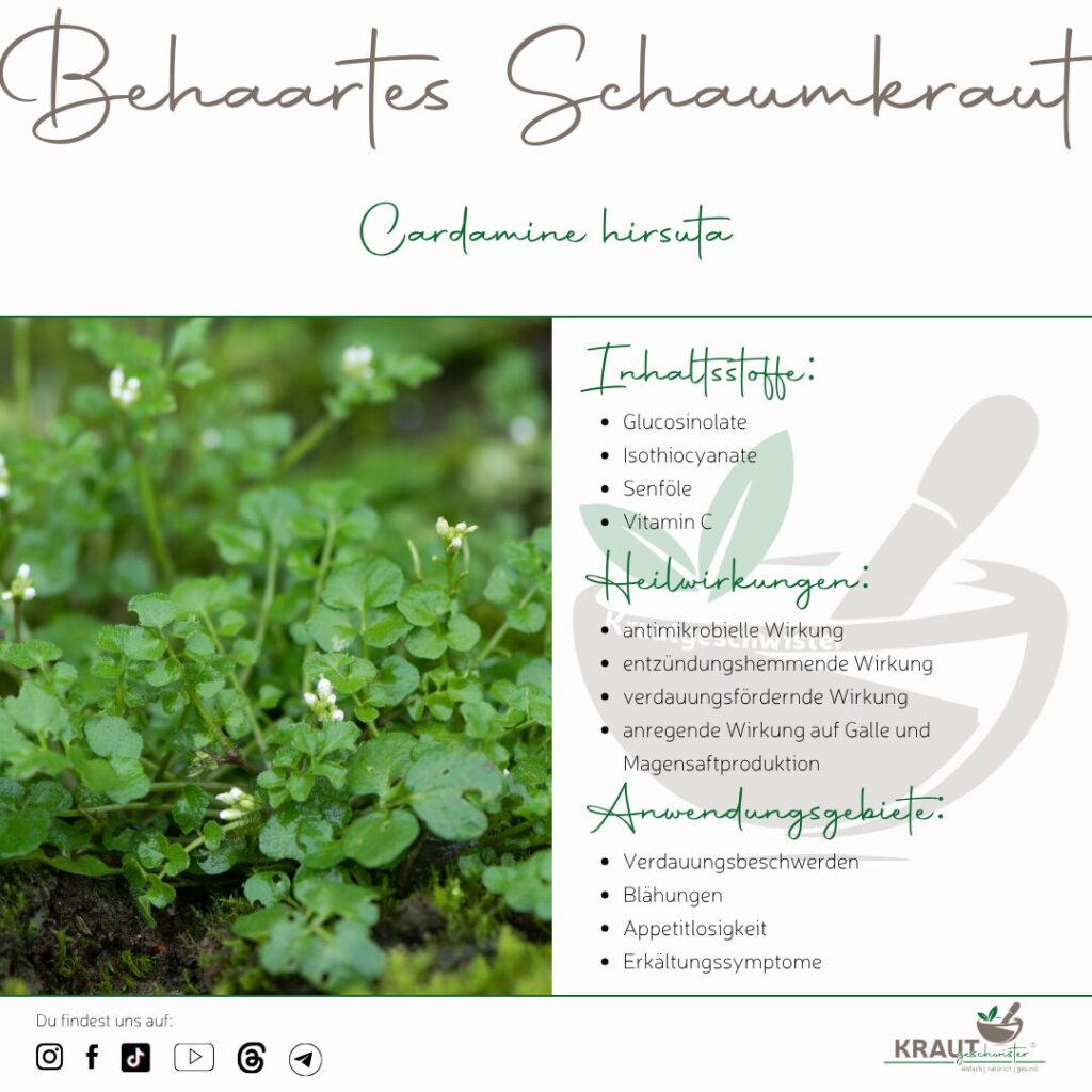 Behaartes Schaumkraut Heilpflanzenportrait
