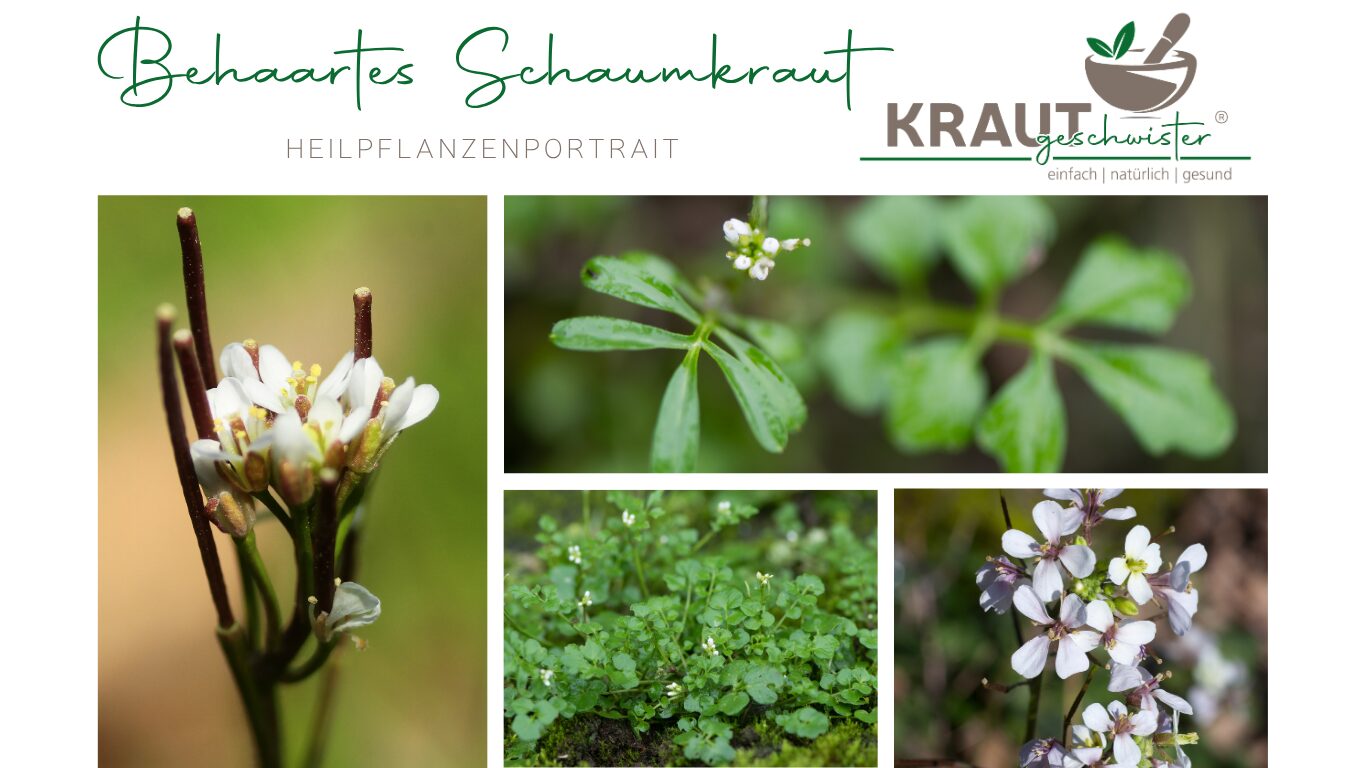 Behaartes Schaumkraut Heilpflanzenportrait