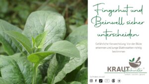 Fingerhut und Beinwell sicher unterscheiden
