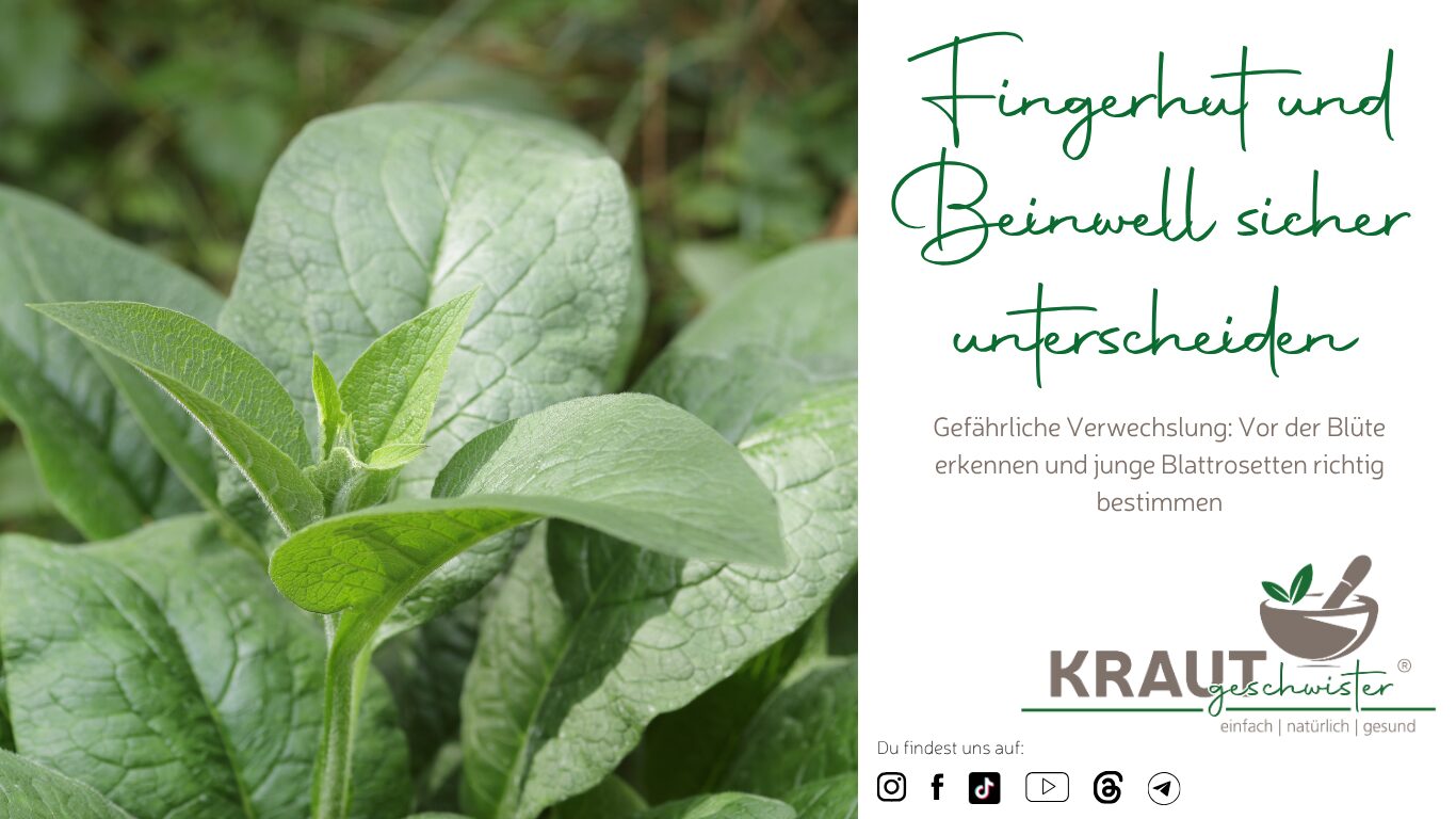 Fingerhut und Beinwell sicher unterscheiden