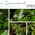 Bitteres Schaumkraut – Heilpflanzenportrait