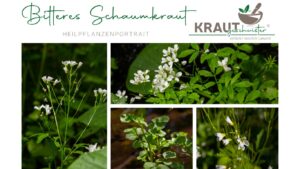 Bitteres Schaumkraut – Heilpflanzenportrait
