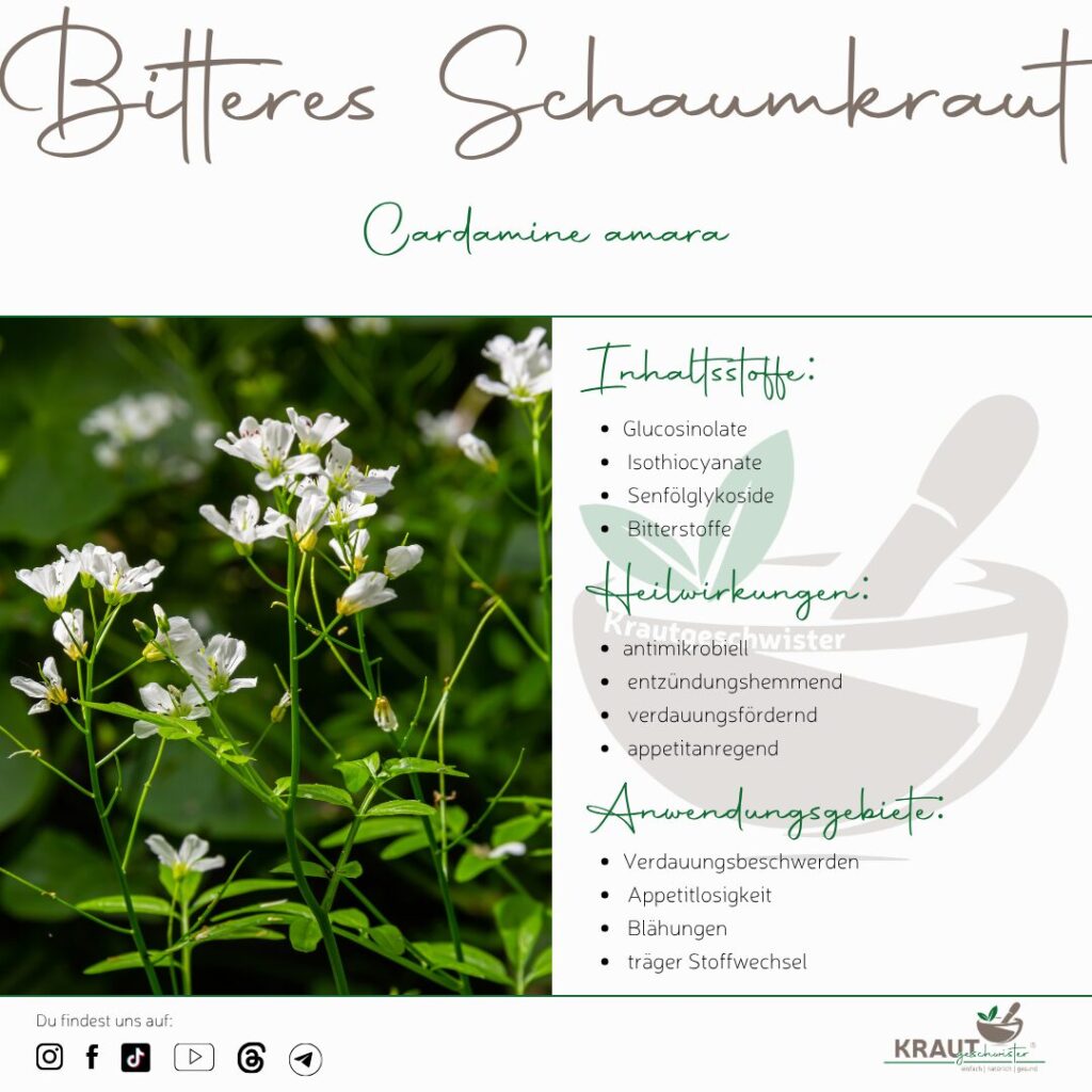 Bitteres Schaumkraut – Heilpflanzenportrait